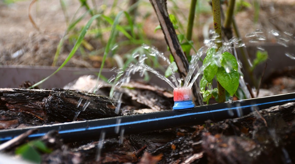 lose-up of the Drip irrigation system. Drip irrigation is a system that consists of small hoses running along the base of plants. These tubes have evenly-spaced emitters, from which water drips or trickles out.
