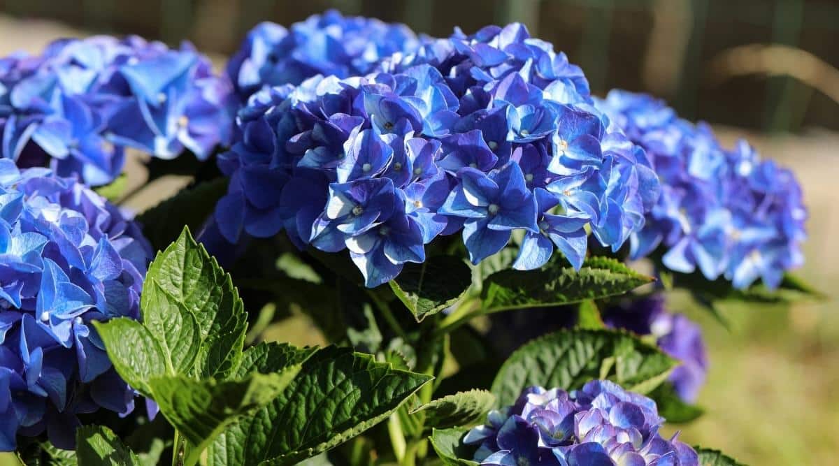 A shrub is blooming in the garden with blue flowers. There is green foliage in season at the bottom of the picture. The blue blooms rest atop the green stems and foliage.