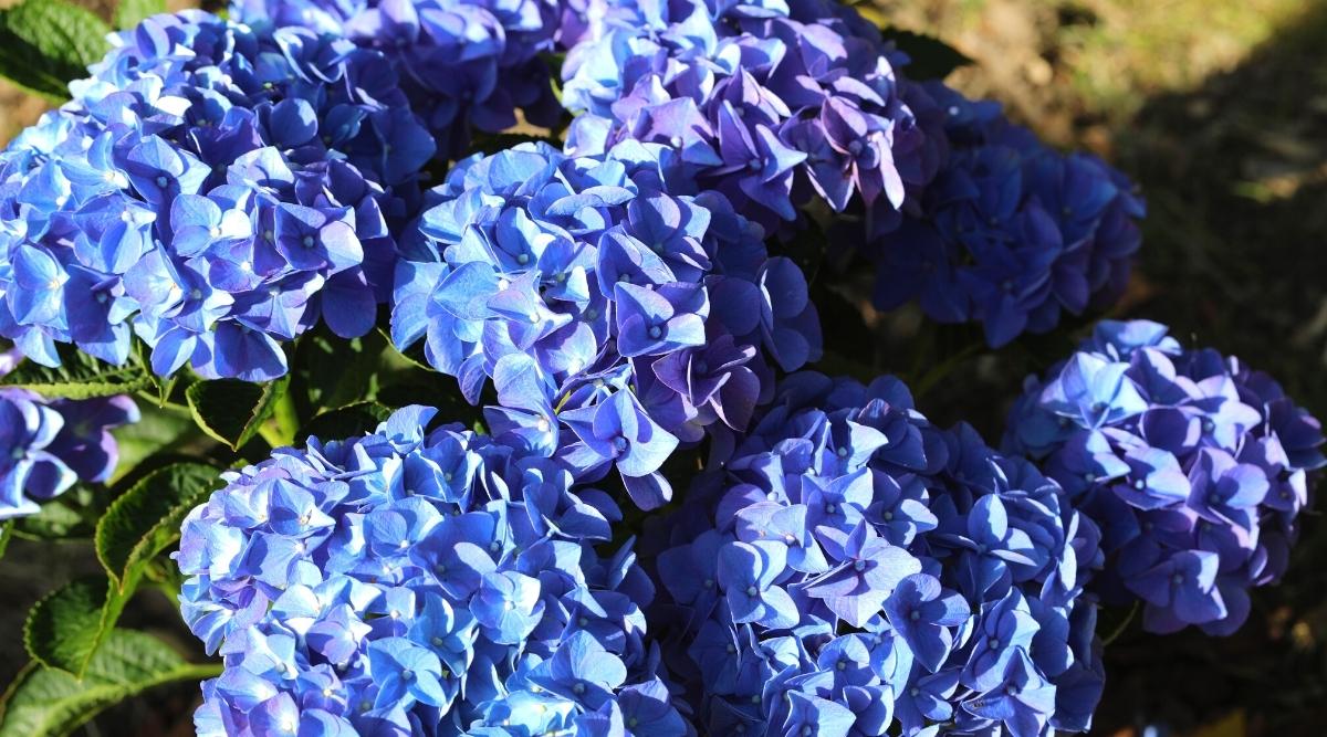 ‘Early Blue’ hydrangea in summer garden with big beautiful blooms. There are five blue flowers, some with a purple tint to them.