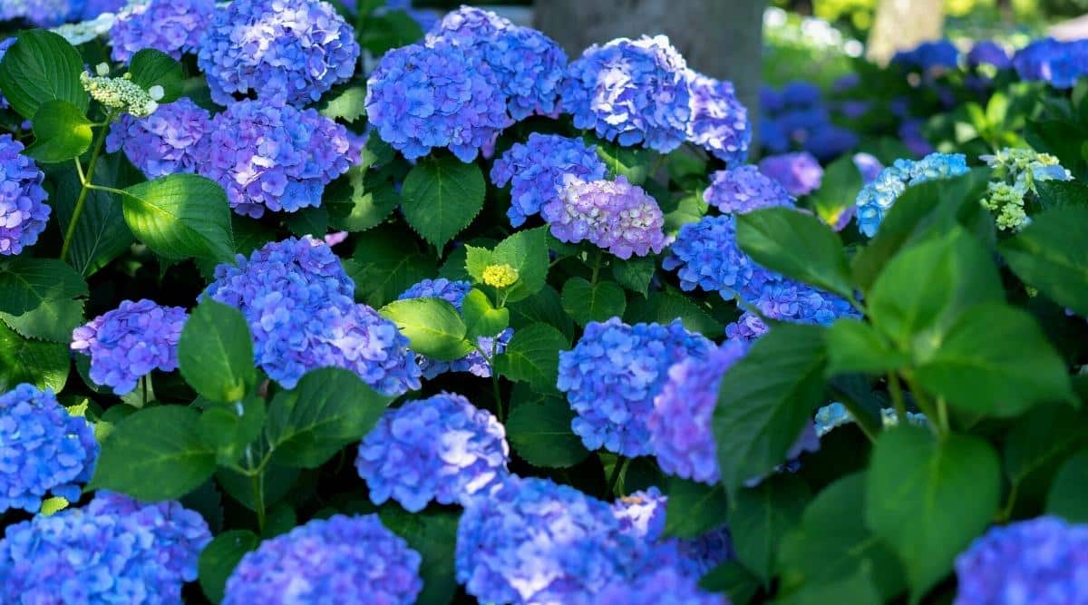 A bright blue flowering shrub is blooming in the garden. The blooms on the plant are bright blue, and some have a purple tint to them. There are approximately twenty blooms, layered with bright green foliage.