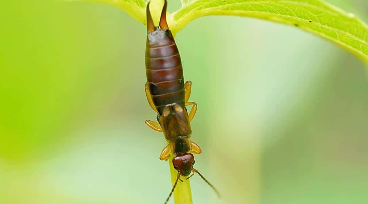 11 Dahlia Pests How to Identify, Prevent, and Treat Them