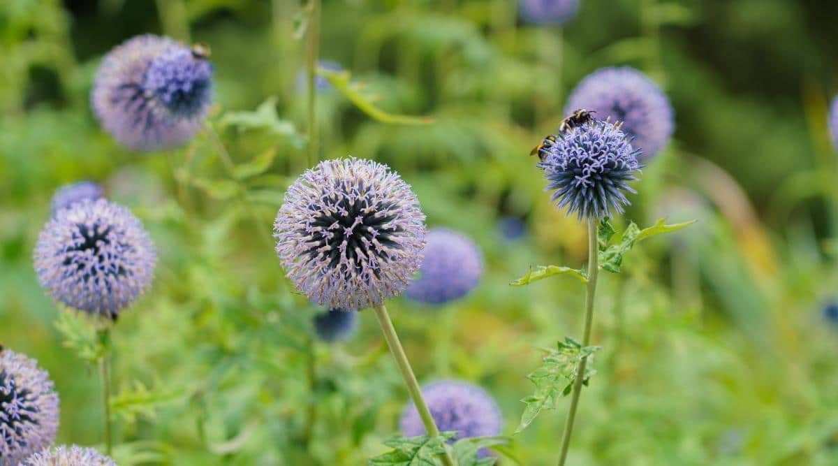 Echinops Bannaticus