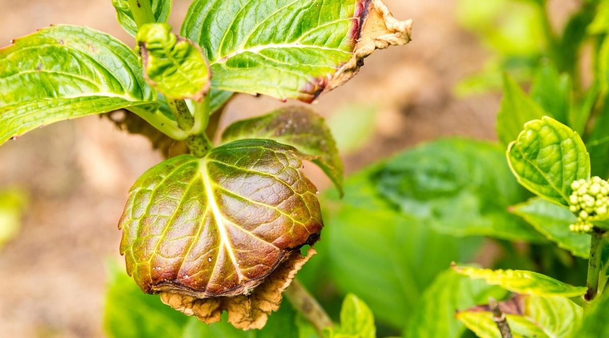 17 Common Problems With Hydrangeas and How to Avoid Them