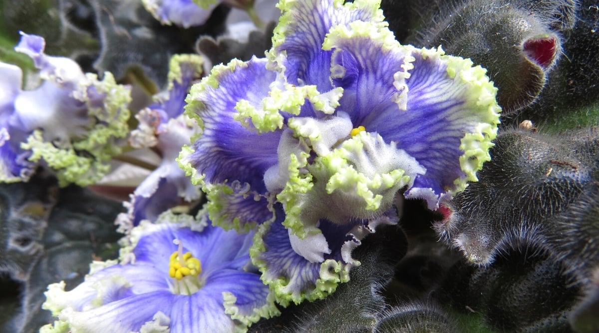 Close-up of saintpaulia plant in bloom. The blooms are large, ruffled, solitary, light purple in color with a pale greenish-white border. The foliage is dark green with white fuzz.