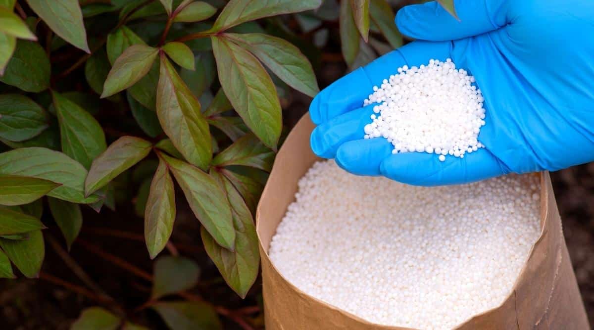 A gardener wearing a blue latex glove is holding white pebbles of plant fertilizer that came from a brown paper bag on the ground. They are getting ready to use the fertilizer on the plant nearby that has green leaves.