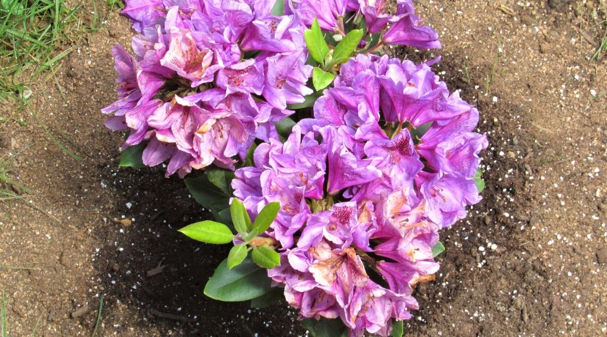 Close-up of a beautiful blooming pink to purple rhododendron flower bush planted in the yard. Semi-double bell-shaped purple flowers with an orange spot with dark pink dots on one of the petals closer to the middle of the flower and 5 long stamens. White granules of chemical fertilizer are scattered on the soil.