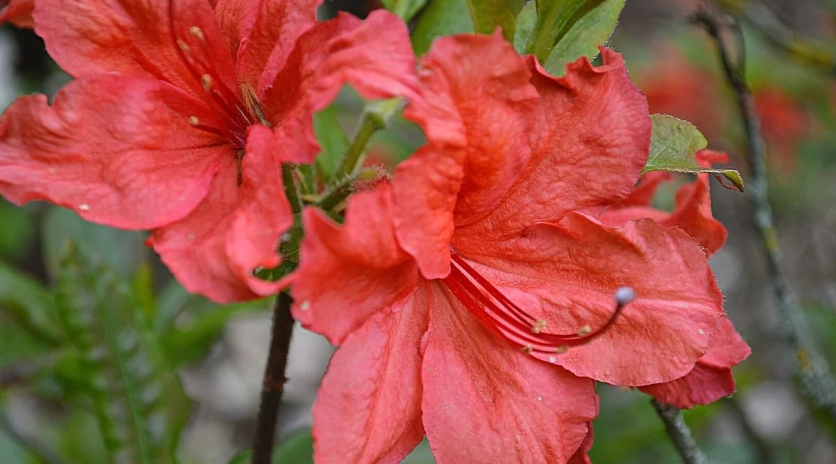 Close-up of two Fireball azalea flowers against a blurred background. The flowers are large, funnel-shaped, bright orange-red, with slightly wavy edges on the petals and long red stamens.
