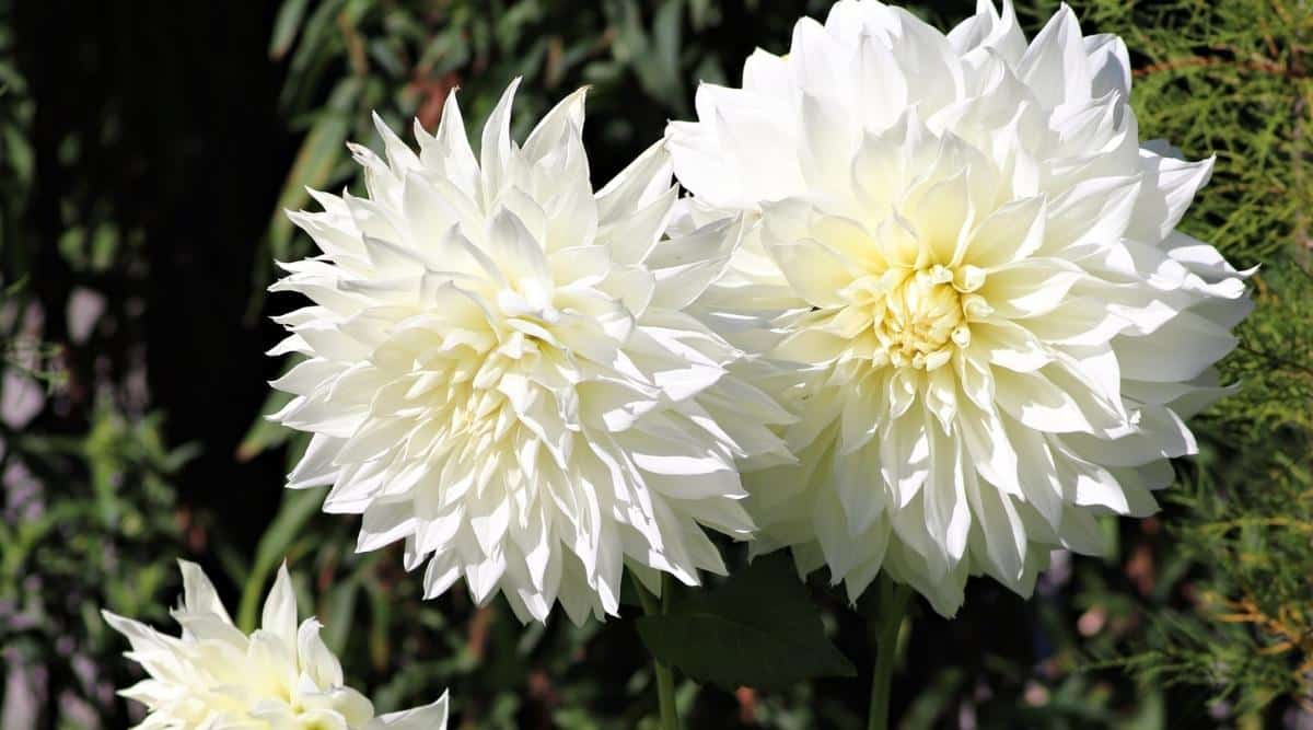 21 White Dahlia Varieties to Grow This Season