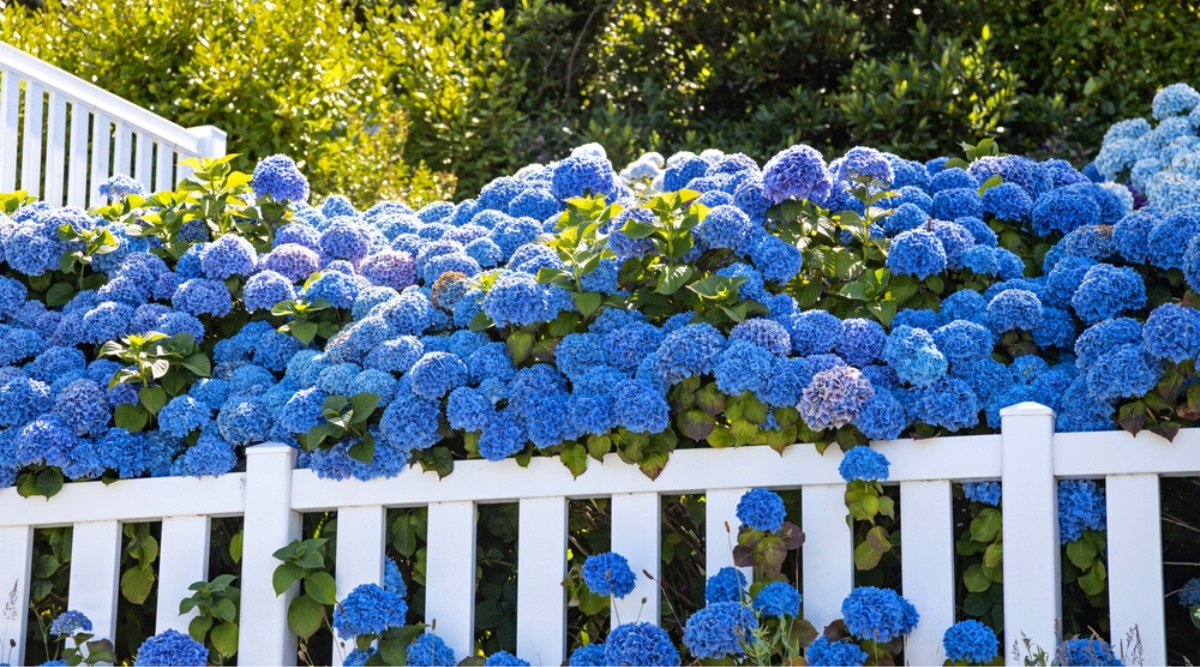 11 Tips For Growing Hydrangeas as Hedges