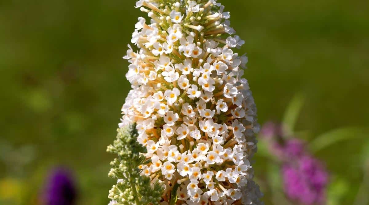 Close-up of a blooming plant variety of butterfly bush ‘Flutterby Grande Vanilla Nectar’. Delicate cream-colored flowers with orange eyes are collected in a large inflorescence. A small unflowered green inflorescence grows from the same bush. Back blurred background of green butterfly bushes growing in the garden with purple blooms.