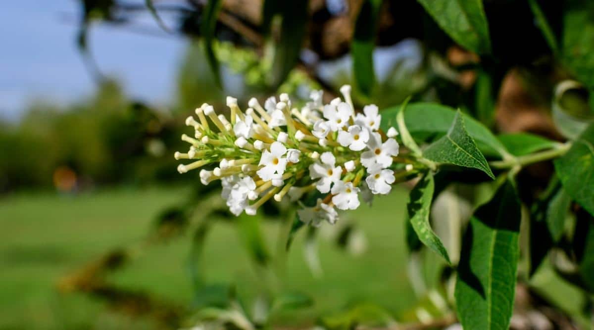 A close-up of the flowers of the small-flowered plant ‘Flutterby Petite Snow White.’ Small snow-white flowers with orange eyes bloom on a strong stem covered with bright green foliage. The sun’s rays illuminate the blooms and foliage of the plant. Blurred summer garden background.