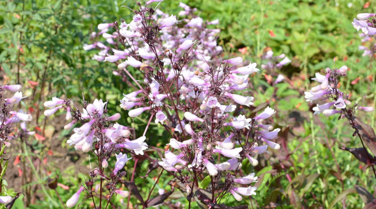 Tall reddish flower stalks with clusters of spiky tubular, white flowers with a light pink base.