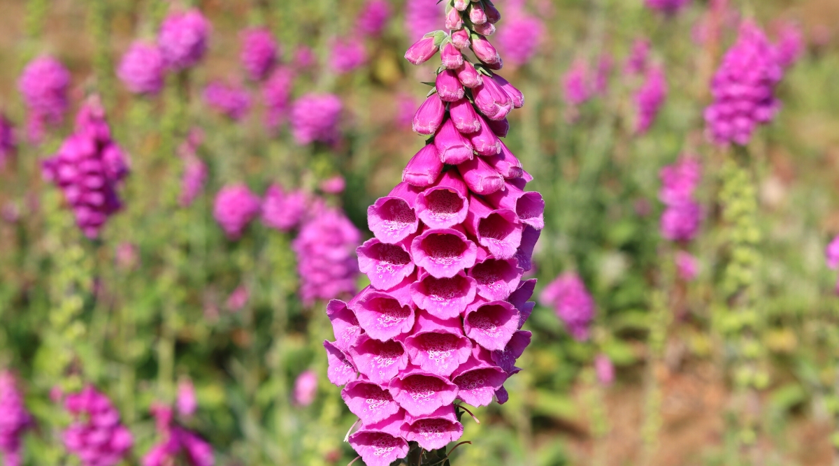 Do Coneflowers Need Full Sun, Partial Shade, or Full Shade?
