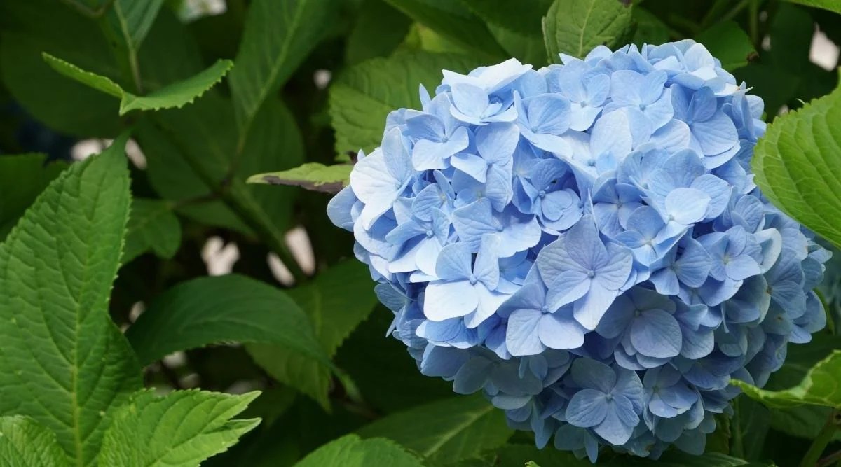 French Hydrangea