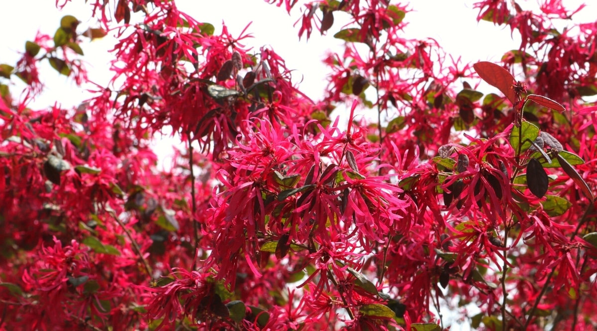 Flowering shrub Loropetalum chinese f. rubrum ‘Zhuzhou Fuchsia’ against a white sky. The branches are densely covered with dark pink flowers that have long petals hanging down. The leaves are small, opposite, oval, green with a pinkish tinge.