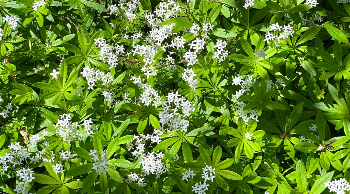Close-up of a flowering Galium odoratum plant in a sunny garden. Galium odoratum, commonly known as sweet woodruff, is a low-growing perennial with lance-shaped, bright green leaves arranged in whorls around slender stems. It produces clusters of small, fragrant, white, star-shaped flowers. This plant forms a dense, lush ground cover with a delicate and visually appealing appearance.