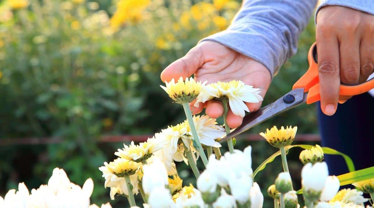 Close-up of a gardener&rsquo;s hands cutting a chrysanthemum flower with orange scissors. The gardener is dressed in a gray sweater with long sleeves. The flowers are white, small, collected in a basket, consisting of median tubular flowers and reed marginal, arranged in many rows and form the so-called &ldquo;double&rdquo; inflorescence. Flowers bloom in the sun. The background is blurry.