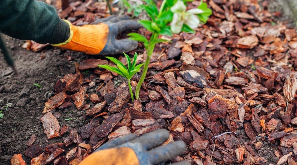 Gardener mulching Lenten Rose in spring garden
