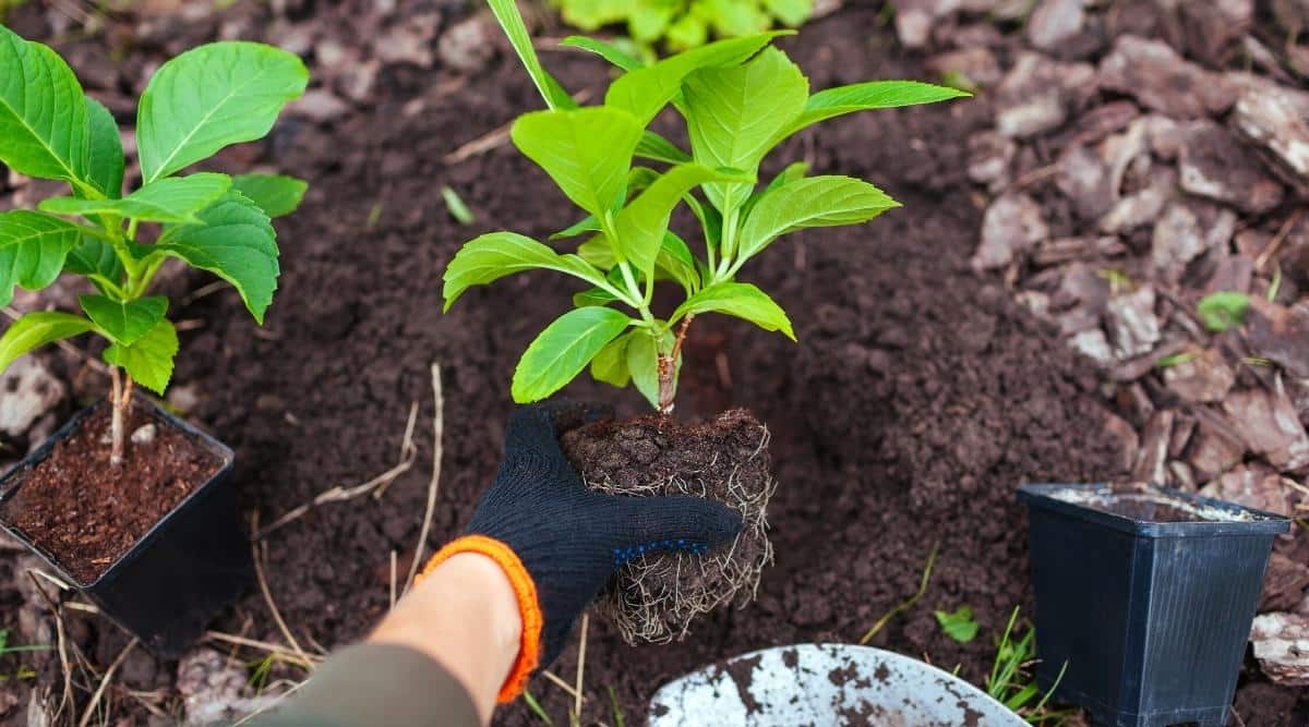 Close-up of a woman’s hand holding a plant sprout with roots and soil clod protruding from a black plastic pot against the background of a dug hole for planting hydrangeas in the ground. The sprout has a strong stem and about 20 bright green leaves. The woman’s hand is wearing a black gardening glove with orange trim. Another sprout in a black plastic pot stands next to a hole in the soil.