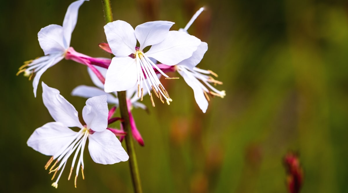 Close up of a tall flower stalk with several, bright white, four petaled flowers that have long white and yellow stamen growing from the center. Each flower has long, bright pink, skinny petals growing straight down the back of the flower.