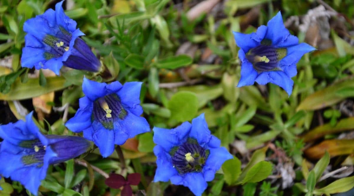 Gentiana Acaulis