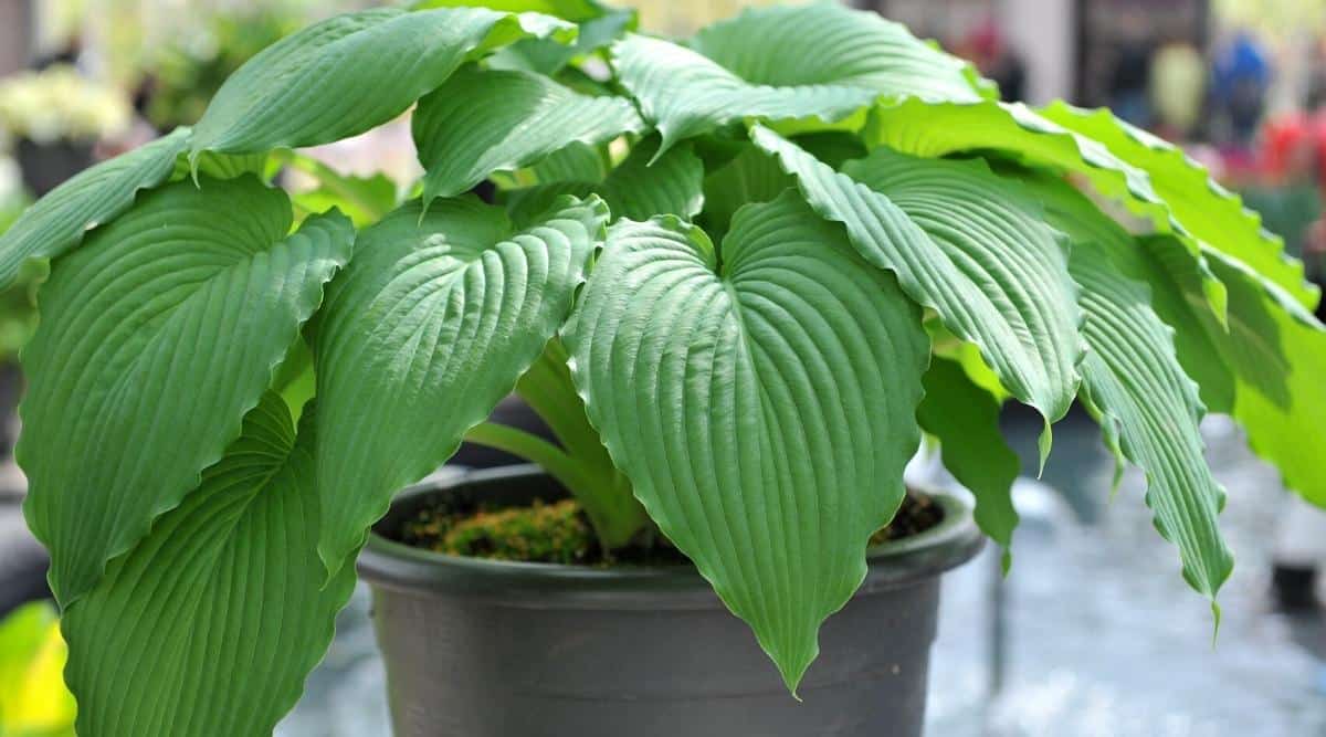 Giant plant in container