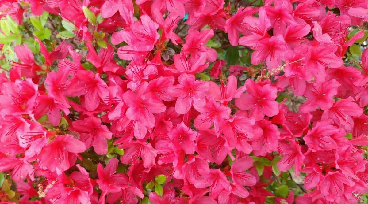 A close-up of many vibrant pink-red flowers. Each one has 5 simple petals and protruding long stamens. Small, ovoid, glossy, bright green leaves make their way through the blooms.