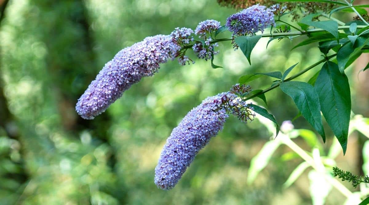 Close-up of two branches with beautiful large blooms of the ‘Glass Slippers’ variety. Each cluster or blooms has many miniature blue periwinkle flowers with orange eyes. Dark green foliage hangs from branches. The background is a blurred green garden with rays of the summer sun.