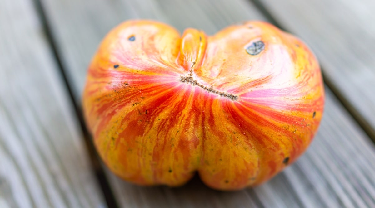 Close-up of a ripe &lsquo;Gold Medal&rsquo; tomato on a wooden table. The fruit is large, round, and has an orange-golden skin with reddish-orange stripes below.