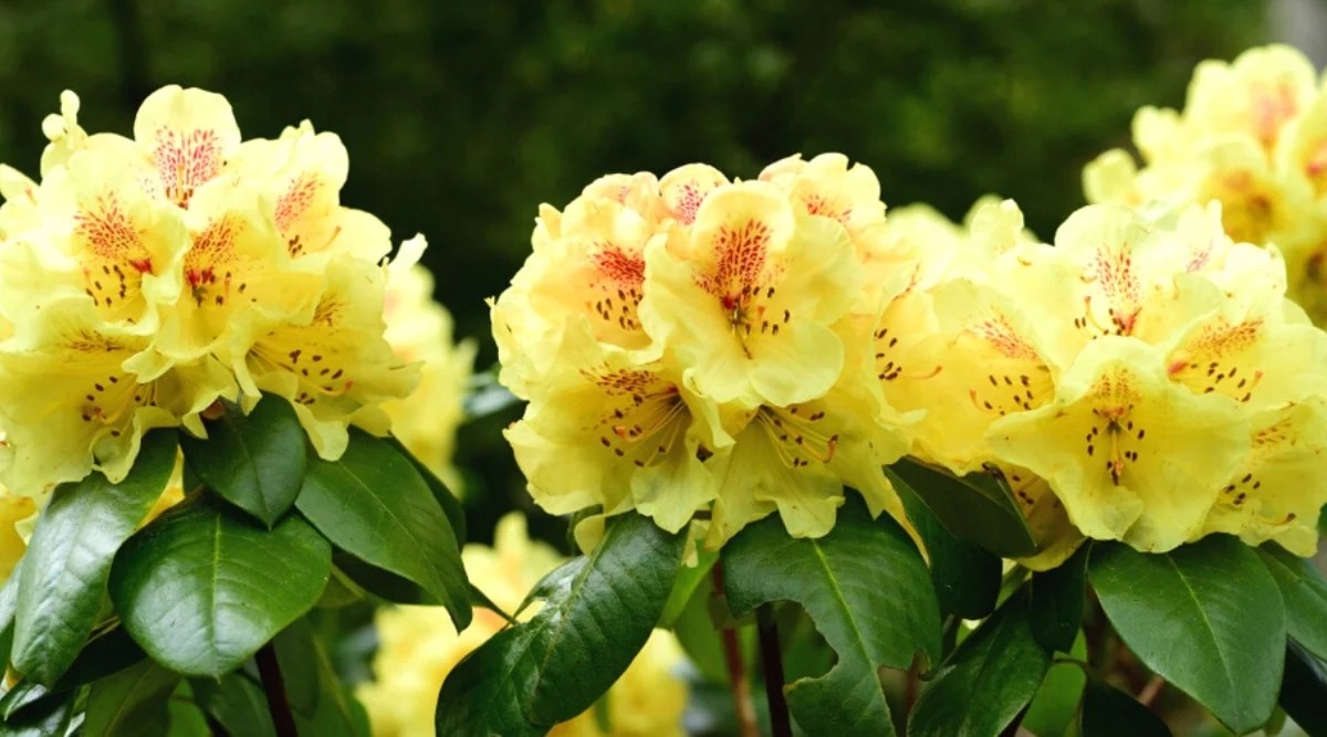Close-up of a flowering rhododendron Gold Prinz bush in a garden. The flowers are bell-shaped, light yellow with red freckles on the upper petals and long yellow stamens. The leaves are large, glossy, dark green, broadly elliptic.