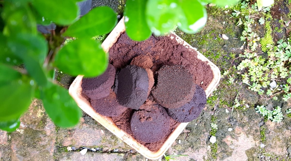 Are Coffee Grounds Good or Bad for Rhododendrons and Azaleas?