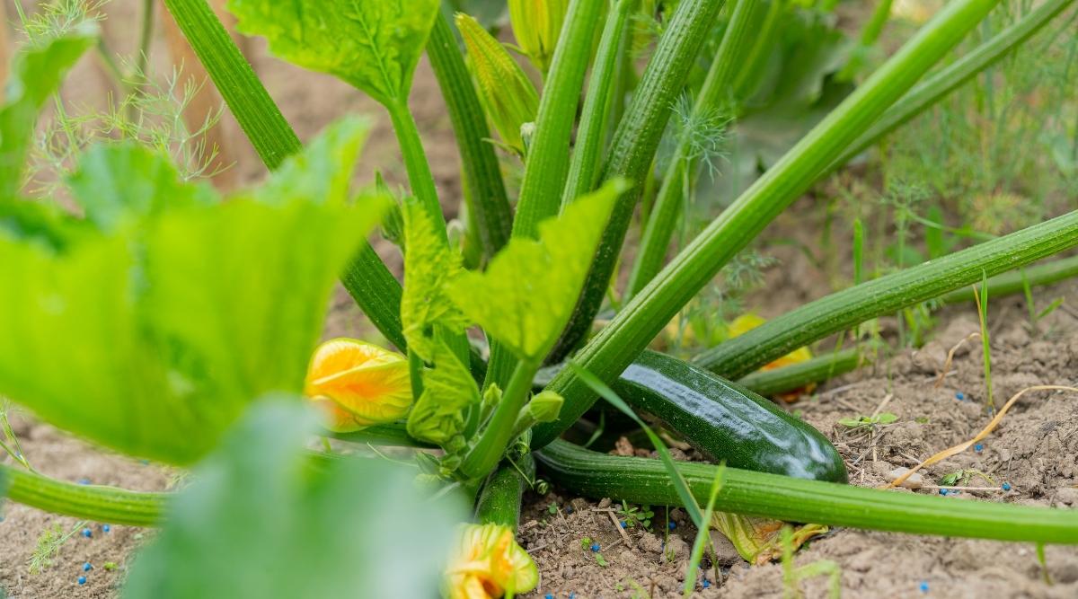 Growing Zucchini in the garden