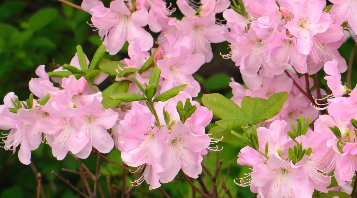 A close-up of a flowering Gumpo Pink azalea bush surrounded by pale green oval leaves against a blurred background. Delicate, funnel-shaped, solitary pale pink flowers with a white throat and long white stamens.