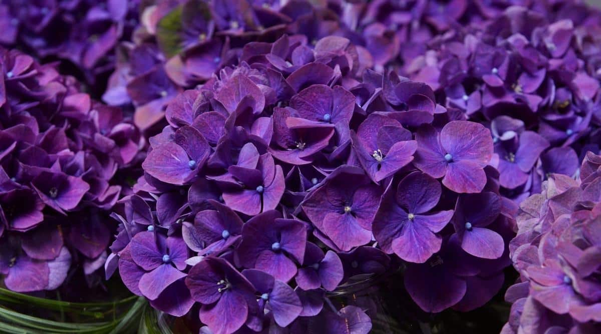A close up of H. macrophylla ‘Deep Purple’ blooming in the garden. The focus is an up close shot of the petals on the flower. They are a much deeper purple color, with serrations of blue on each petal more towards the center of the bloom.