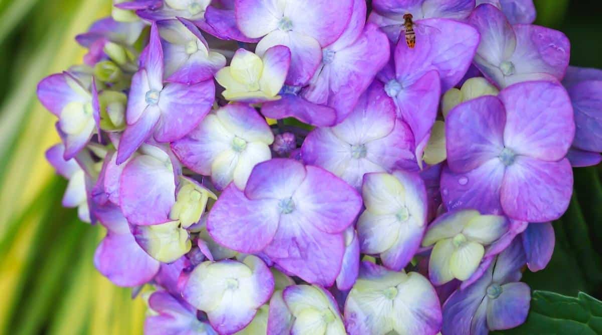 A closeup picture of H. macrophylla ‘Endless Summer Bloomstruck’ where the blooms are the focal point of the image. They are a lavender color, with some pink tinged in the petals. There are also some yellow in the middle of each bloom, especially for younger blooms on this small cluster of flowers.