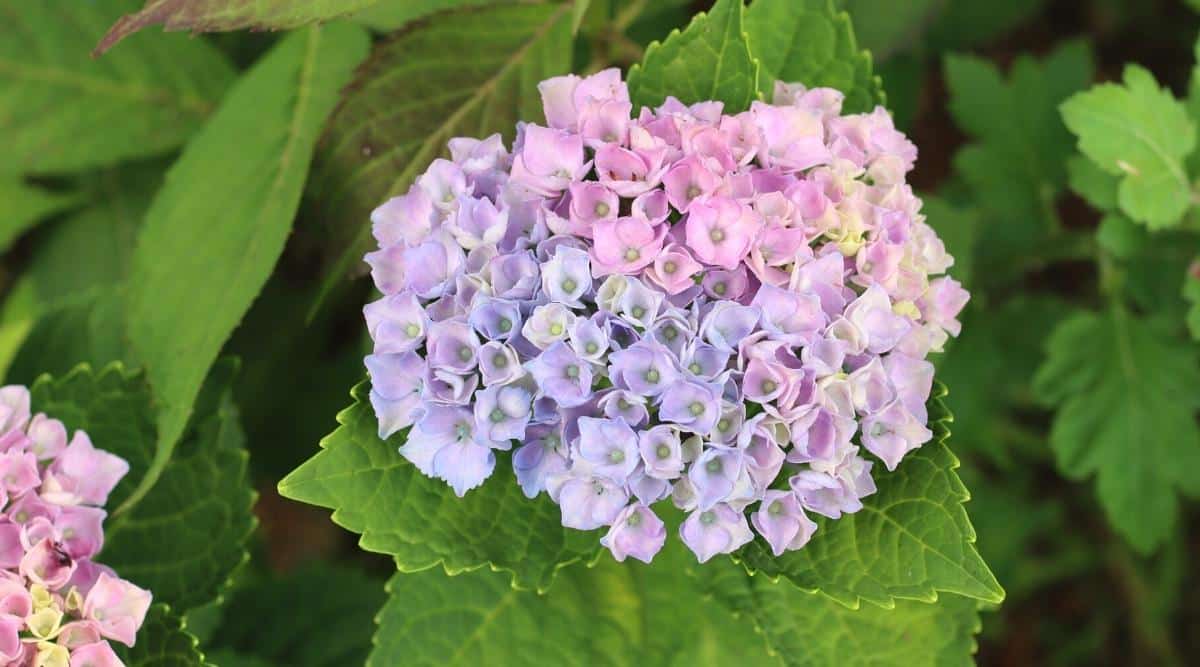 A closeup of the bloom of H. macrophylla ‘Everlasting Revolution’ which is pink and purple. You can see some of the green foliage behind the flowers. There is some yellow in the center of some of the newer blooms. The pink is a soft pink, and there are some slightly light blue blooms that fade to a faint lavender purple color.