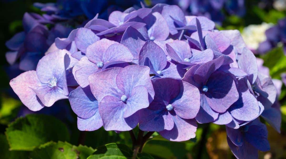 An up close image of H. macrophylla ‘Penny Mac’ which is a popular plant. It’s a close up of one cluster of flowers, which each petal is lavender on the outside, fading to blue on the inside.
