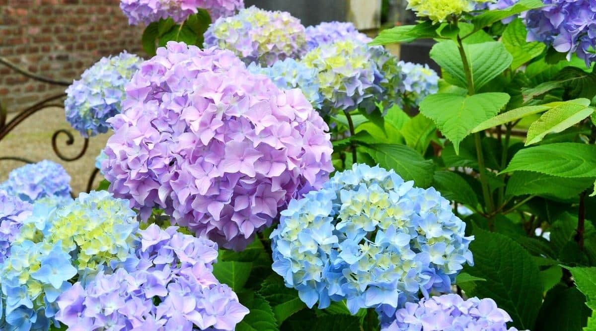 A blooming H. macrophylla ‘Rock ‘n Roll’ that shows many clusters of flowers blooming all at once. There is some green foliage you can see behind the blooms. There are at least fifteen blooms in the picture, ranging in color from light blue with yellow centers, to pink, to light lavender in color.
