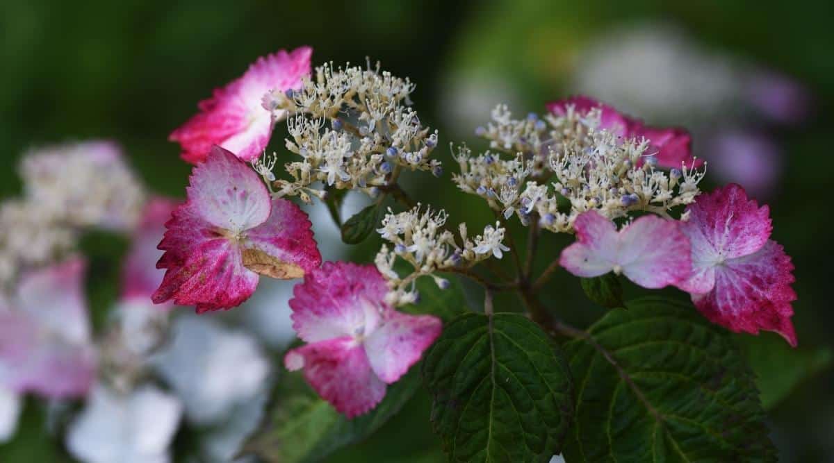 A closeup of H. macrophylla ‘Seaside Serenade Crystal Cove’ which blooms with lacecap flowers that are white in the smaller parts of the bloom, and a magenta to lavender petal color, fading to white at the interior of each flower petal.