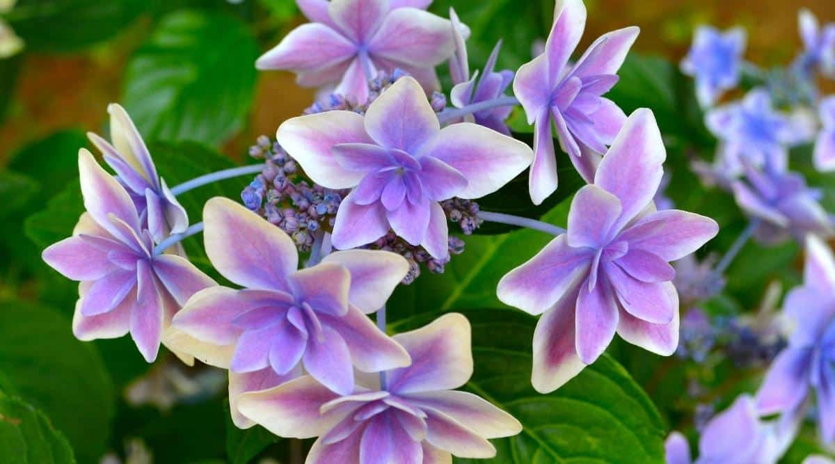 A closeup of the lacecap H. macrophylla ‘Star Gazer’ which showcases the blooms of one flower cluster. There are seven flowers coming from one cluster, and underneath the flowers you can see lace clusters that are a deep blue color. The petals of the flowers are white on the outside edge, and fade to a soft lavender color on the actual petals.