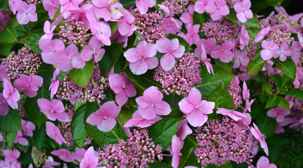 A closeup of the lacecap H. macrophylla ‘Mariesii’ blooming in the garden. There is some green foliage in the background of the shrub, but clearly visible are the light pink to purple flowers of the shrub. You can see some small flat flowerheads with the lacecap clusters next to them that are more of a pink color.