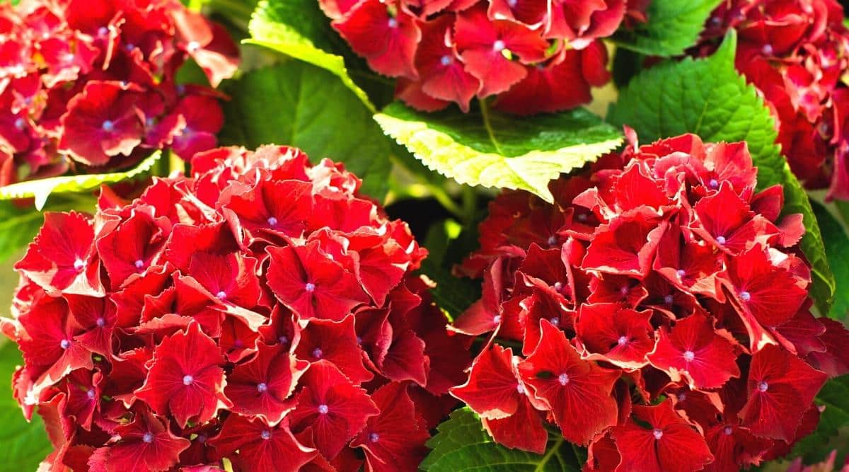 17 Red Hydrangea Varieties With Beautiful Red Blooms
