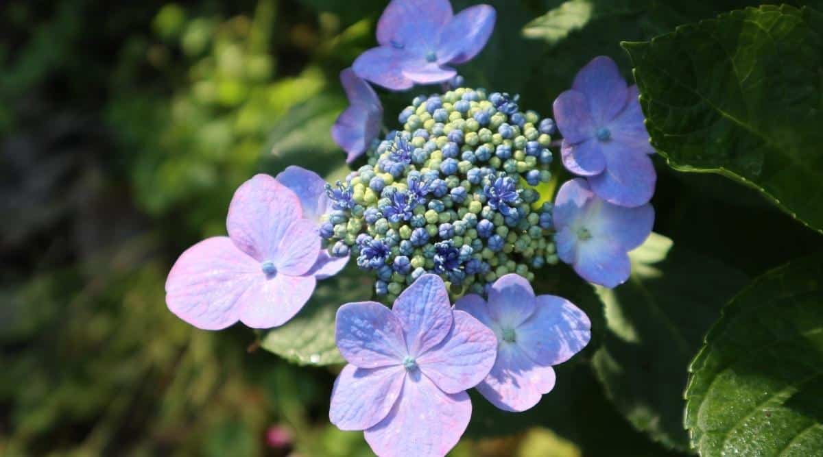 A closeup image of H. serrata ‘Tiny Tuff Stuff’ which has lacecap flowers that are flat. They are lavender, pink, and light blue in color. Underneath is a small cluster of lacecaps, that are blue and yellow as they continue to bloom.
