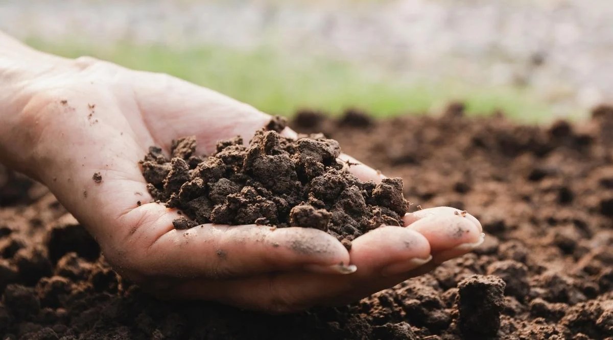 Hand holding soil