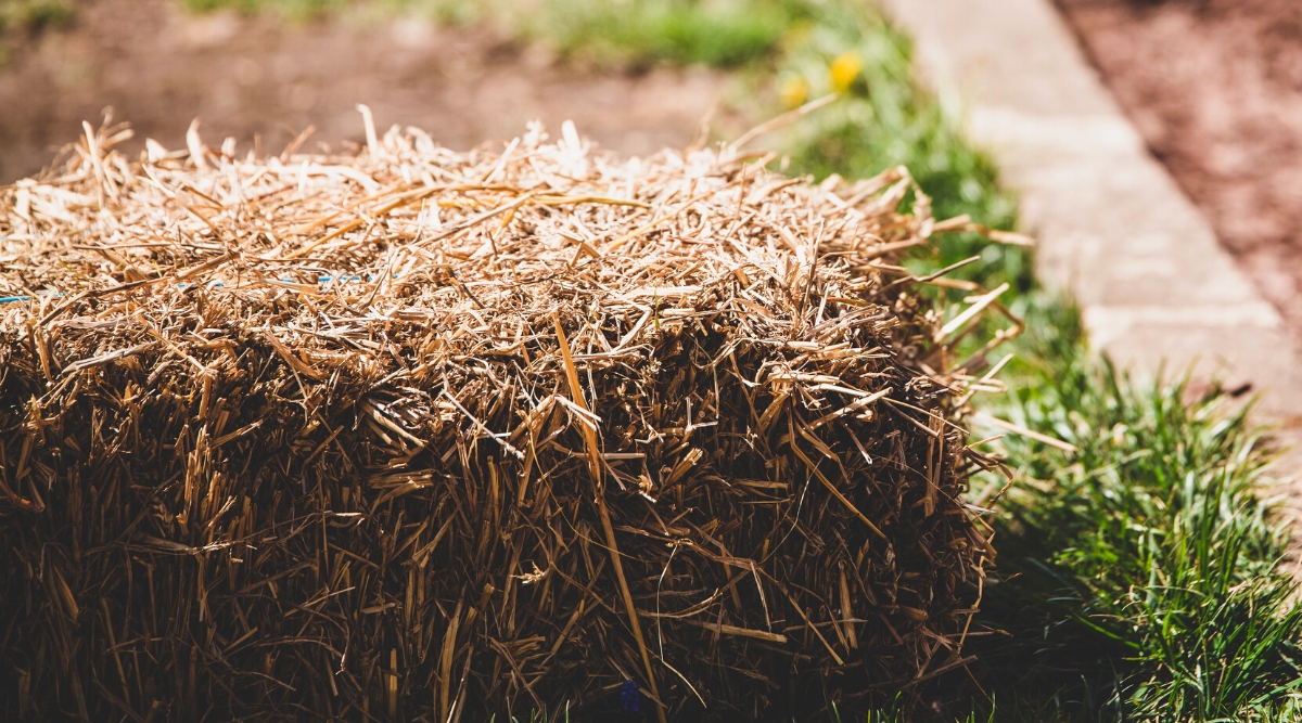 Close-up of a straw bale in the garden, on a blurred background. Straw bale is a tightly knit rectangular block of dry straw.