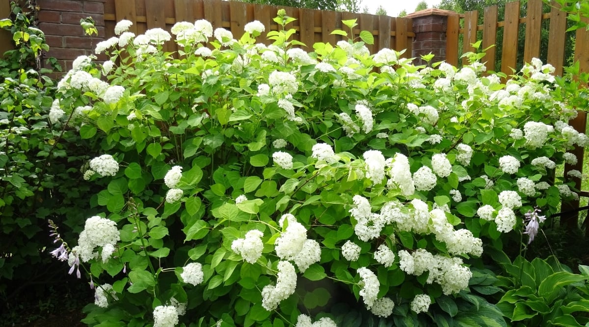 Hedge of hydrangea ‘Annabelle’ in the garden, in front of a high wooden fence. The bush is tall, lush, has thin tall stems covered with large oval dark green jagged leaves and rounded inflorescences of white sterile flowers. The hosta blooms with soft purple tubular flowers next to the hydrangea.