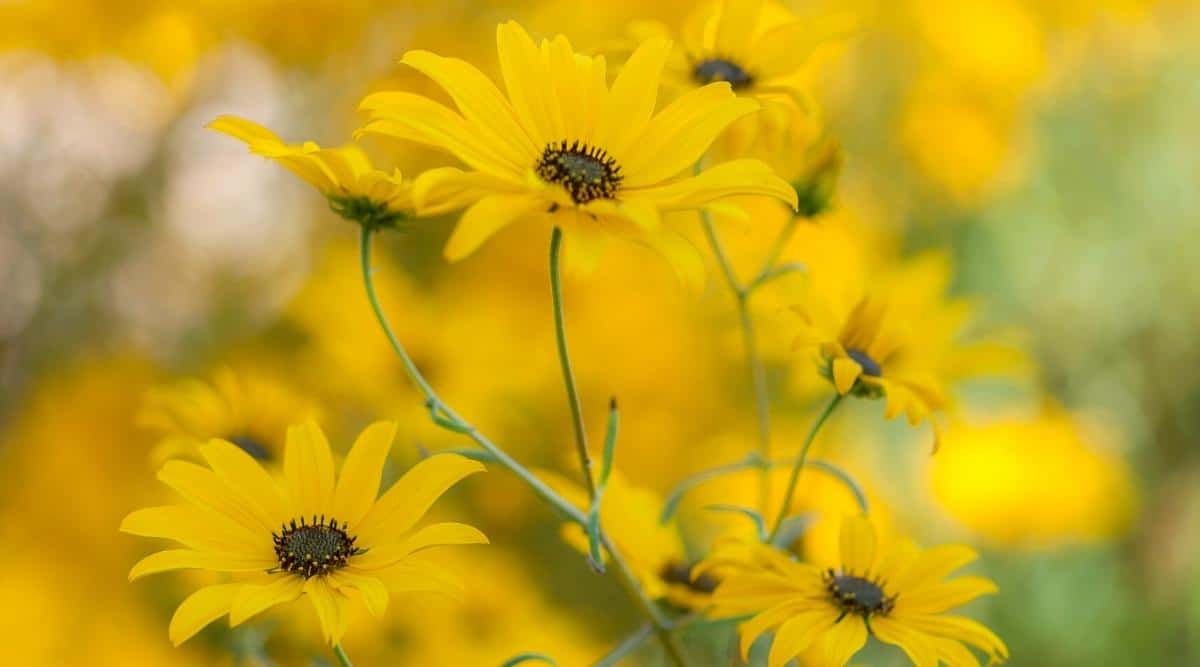 Close-up of blooming Helianthus angustifolius flowers. Bright yellow small flowers, similar to small sunflowers, with a black center. The petals are thin and long. Blurred yellow background.