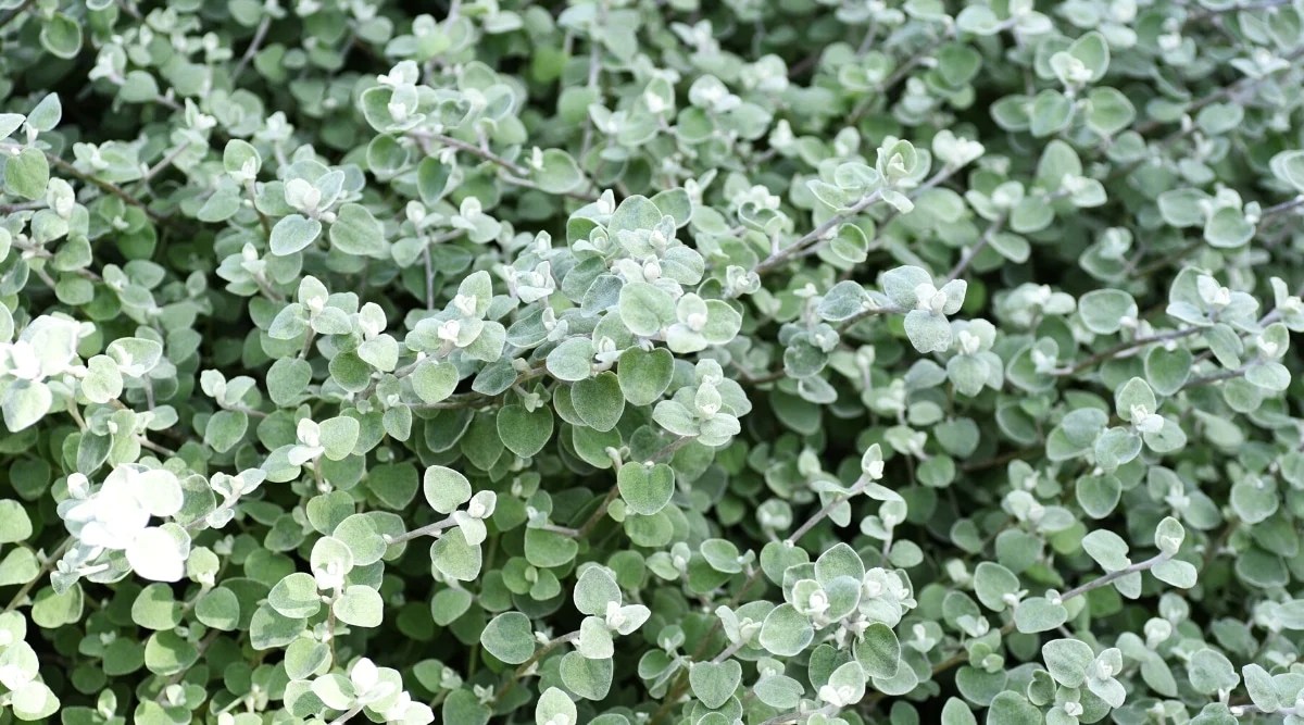 Close-up of a growing Helichrysum petiolare ground cover plant in a garden. The plant has fluffy greyish-green, velvety, heart-shaped leaves.