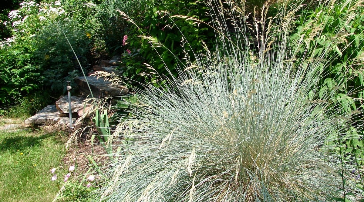 Close-up of a growing Helictotrichon sempervirens plant in a sunny garden. This plant is an ornamental grass that has round tufts of gracefully curved long, narrow silvery greenish blue leaves.