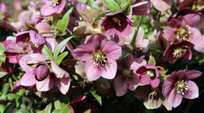 Hellebore Plant Overview